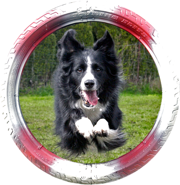 Agility-Hundesprung durch Reifen | individuelle Hundeschule in Salzburg