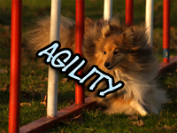 Agility