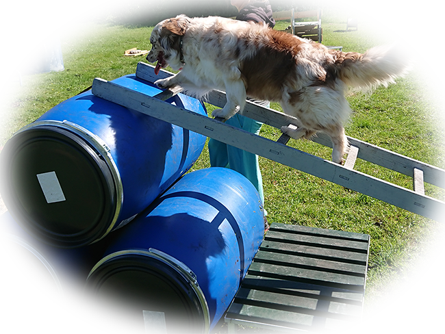 Spielplatz für Hunde | individuelle Hundeschule in Salzburg